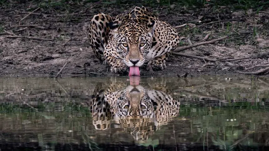 Pantanal: Turismo de conservação transforma onças em ativo econômico e pacifica pecuaristas